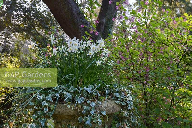 Jardinière ornementale avec Narcisse blanc et Hedera. Jardin Suisse, ancien directeur près de Biggleswade, Royaume-Uni.