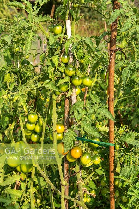 Solanum lycopersicum - Tomates vertes mûrissant sur plante