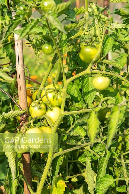 Solanum lycopersicum - Tomates vertes mûrissant sur plante
