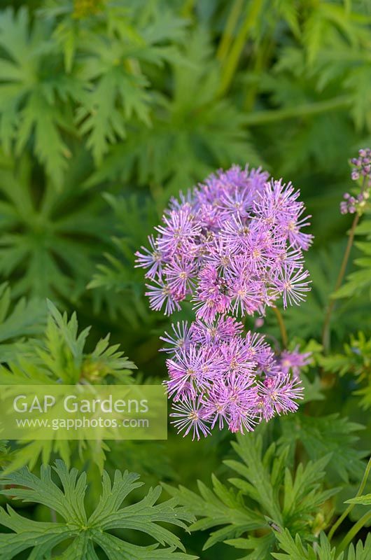 Thalictrum aquilegifolium - Meadow Rue