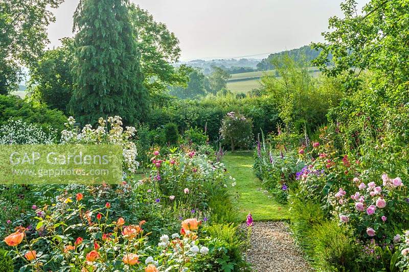 Vue d'un jardin de campagne avec parterres doubles remplis de roses et de vivaces herbacées.