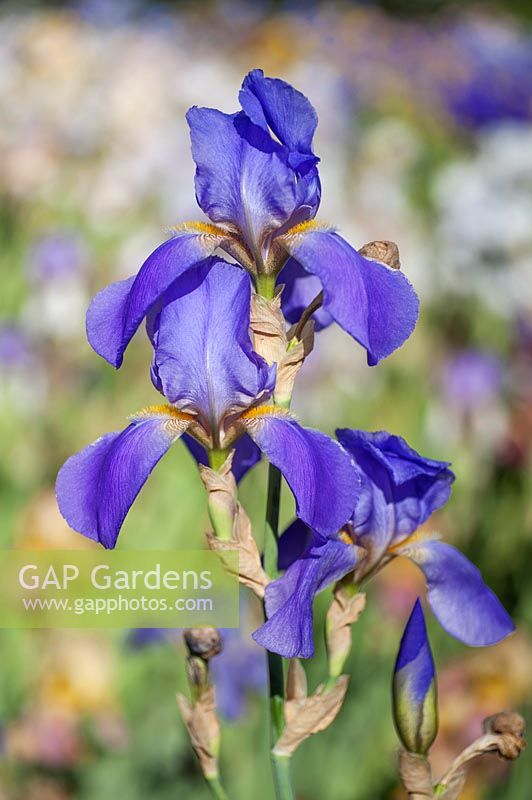 Iris 'Sierra Blue' - Iris barbu 'Sierra Blue'