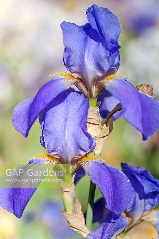 Iris 'Sierra Blue' - Iris barbu 'Sierra Blue' '