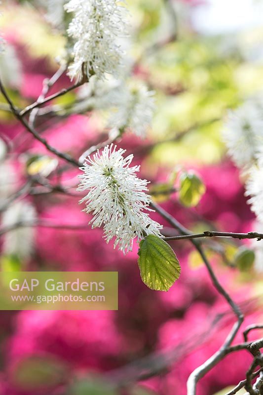 Fothergilla major Monticola Group - Aulne des montagnes Monticola Group arbustes en fleurs au printemps - mai