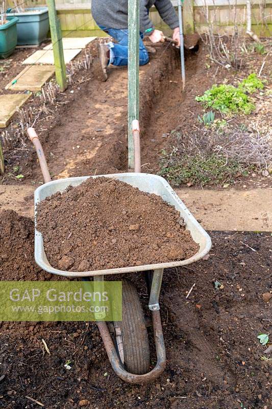 Vue d'une brouette pleine de terre de jardin en tant que jardinier creuse une tranchée pour de nouvelles framboises en arrière-plan.