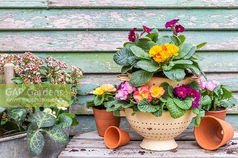 Afficher avec des plantes à fleurs au début du printemps plantées dans une baignoire en métal réutilisée et des passoires vintage.