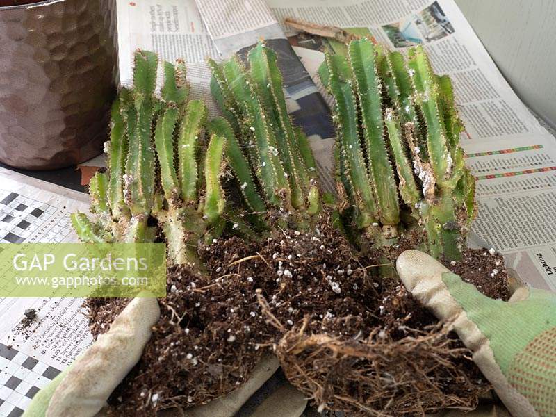 Acanthocereus tetragonus - Cereus - Plante diviseuse