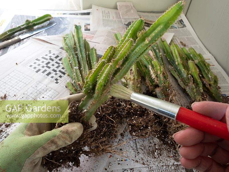 Utilisation d'un pinceau pour nettoyer Acanthocereus tetragonus nouvellement divisé - Cereus - Cactus maintenance.