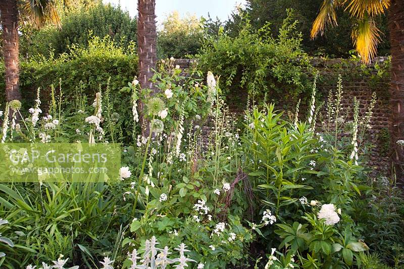 Parterre de fleurs à thème blanc dans le jardin de la chapelle Fitzalan. Château d'Arundel, West Sussex, Royaume-Uni.