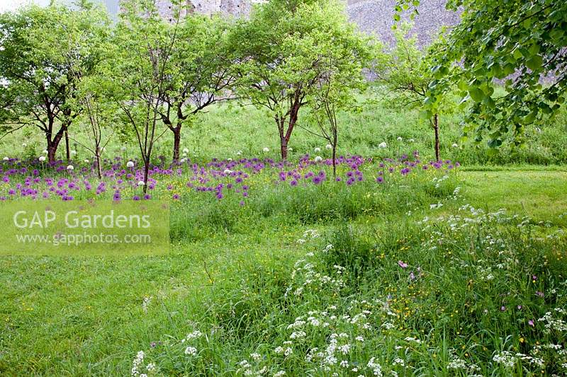 Arbres sous-plantés d'Alliums dans un jardin sauvage