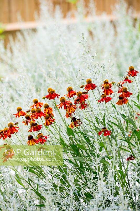 Compagnons de plantation: Artemisia absinthium Lambrook mist. et Helenium Moerheim Beauty