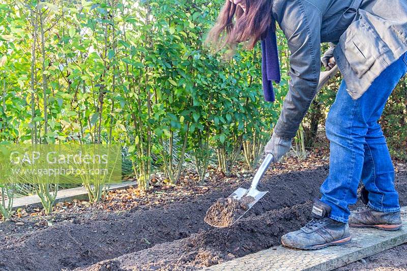 Femme creusant une tranchée de plantation pour les boutures de feuillus de Cornus - Cornouiller.