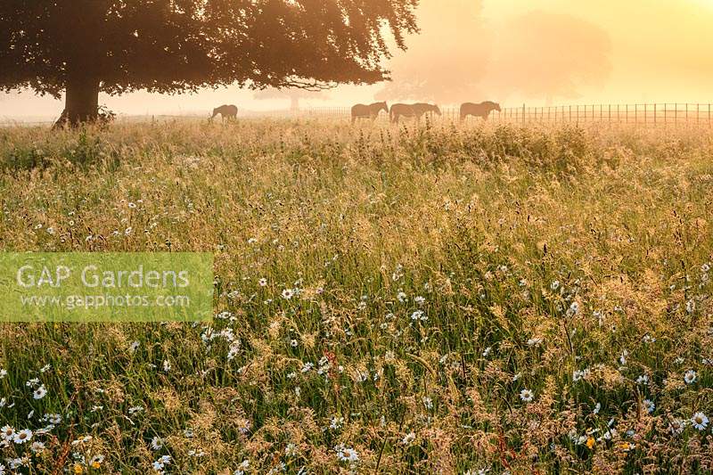 Prairie de fleurs sauvages au lever du soleil. Des marguerites à œil de boeuf et des renoncules des prés font surface à travers les herbes plumeuses alors que le soleil perce la brume matinale. Les chevaux paissent sur l'herbe rugueuse à proximité.