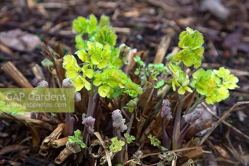 Thalictrum flavum 'Gold Lace'