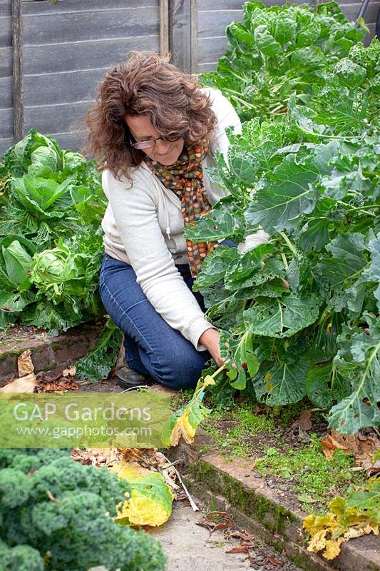 Enlever les feuilles inférieures jaunissantes des germes