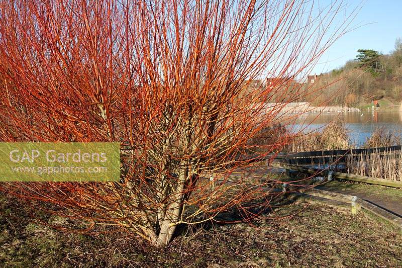 Salix alba var. vitellina 'Britzensis' - Saule écarlate. St Michael's Mead, Southern Country Park, évêques Stortford.
