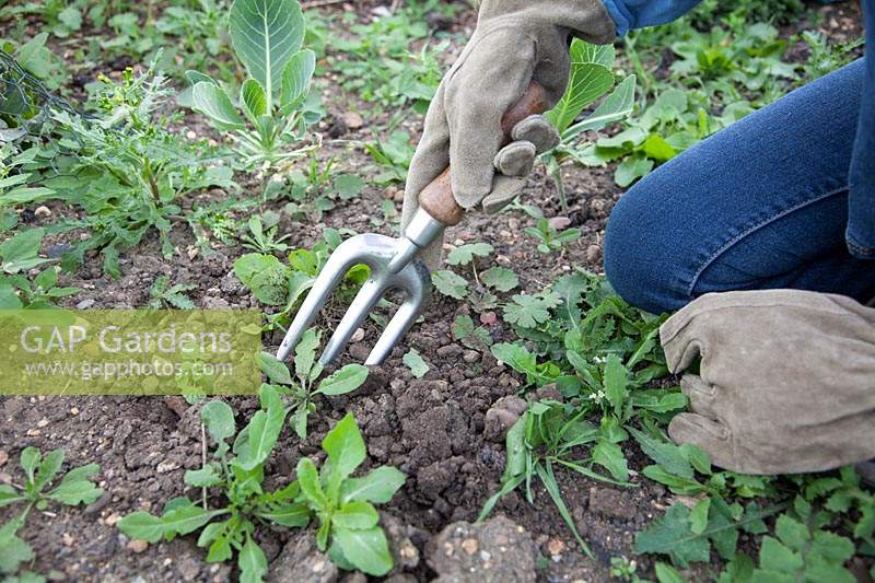 S'agenouiller pour utiliser une fourchette à main pour retirer les petites mauvaises herbes annuelles, notamment le chardon des champs, le pissenlit et le bec de grue