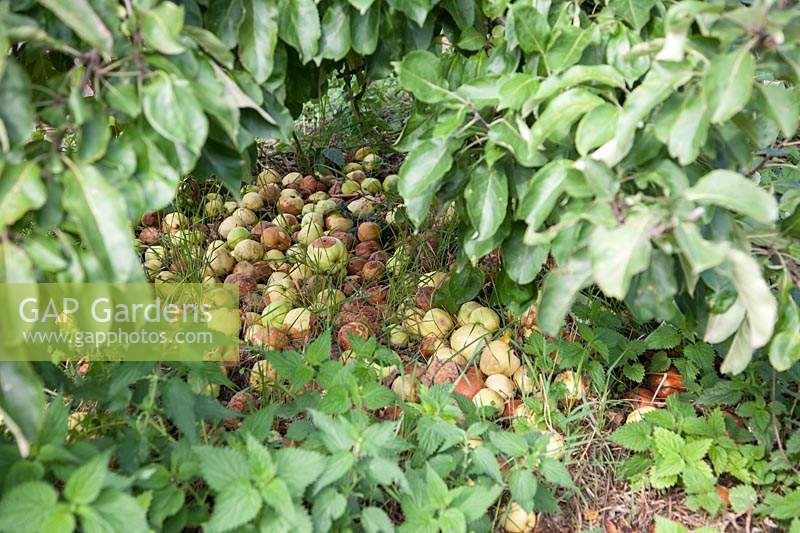 Masse de pommes au vent, Malus domestica 'Grenadier', sous un arbre court. C'est une mauvaise pratique, car elle encourage les rats et les maladies, la plupart de ces pommes ont la pourriture brune.