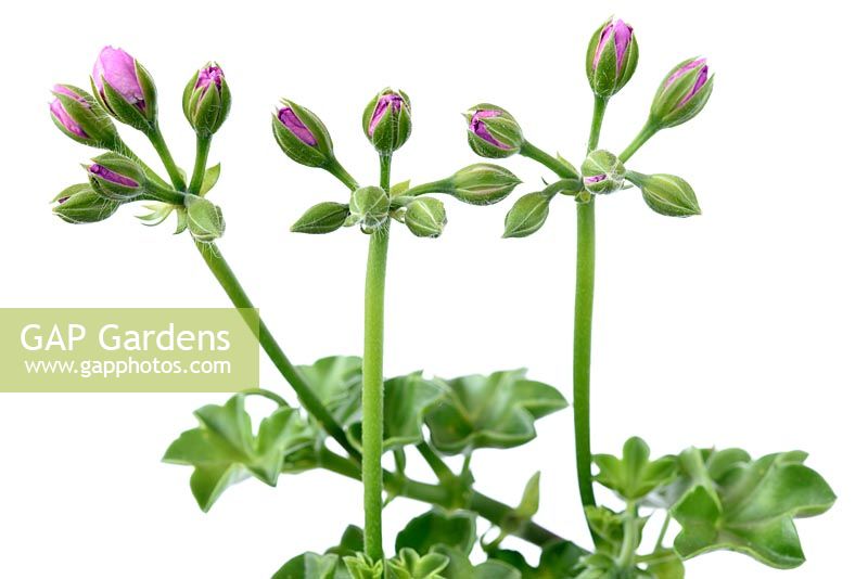 Pelargonium 'Precision Bright Lilac' Precision Series - Trailing Ivy leaved Geranium