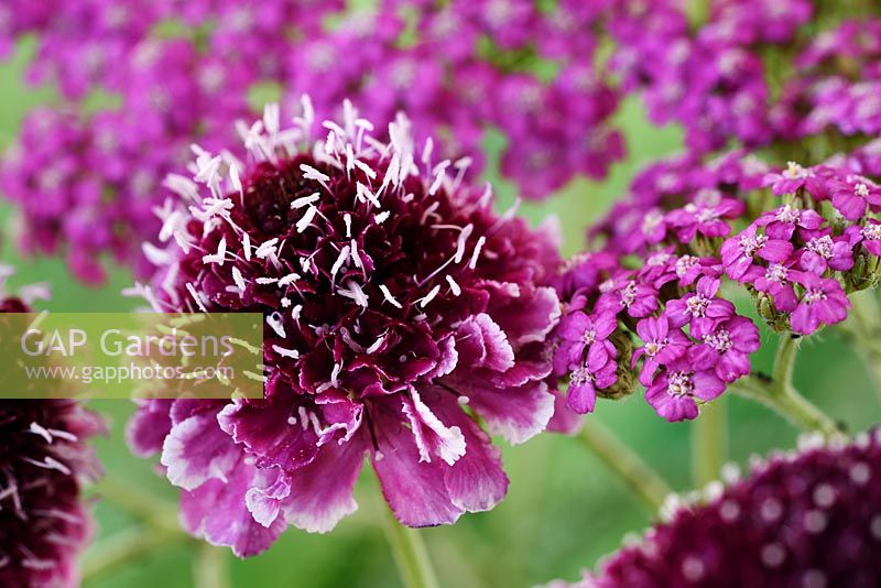 Scabiosa atropurpurea 'Beaujolais Bonnets' - Fleur de coussin 'Beaujolais Bonnets' et Achillea millefolium 'Lilac Beauty' - Yarrow 'Lilac Beauty'