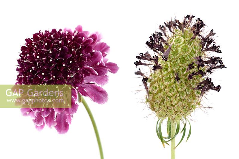 Scabiosa atropurpurea 'Beaujolais Bonnets' - Fleur de coussin 'Beaujolais Bonnets' Tête de semence et fleur