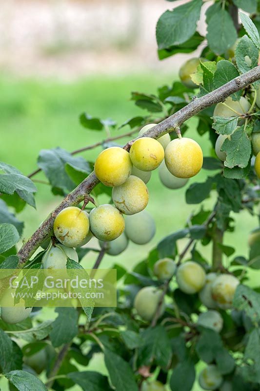 Prunus insititia - damson blanc - fruits à fleurs suspendus à une branche