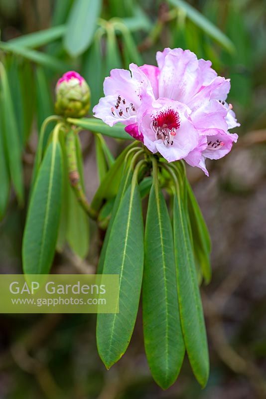 Rhododendron - espèces inconnues Lady Anne's Garden, RHS Rosemoor, Devon, UK.
