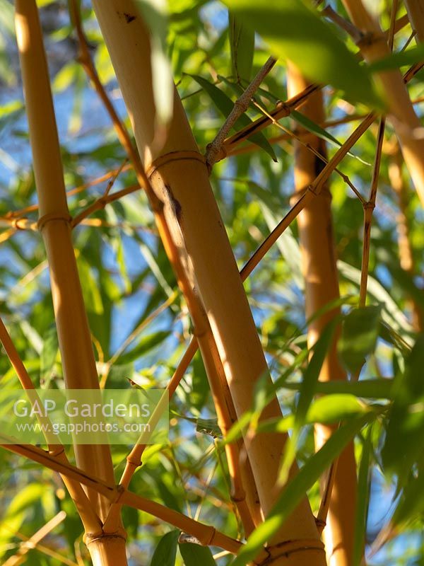 Phyllostachys vivax f. aureocaulis - Bambou chinois en bois doré