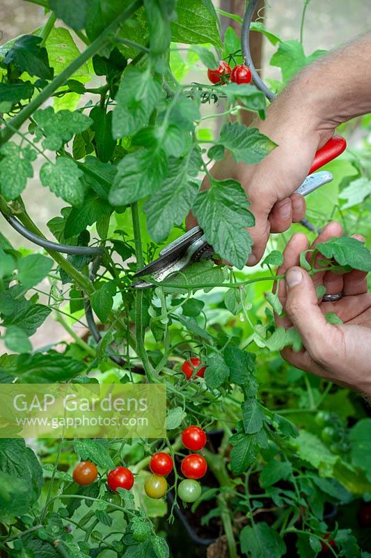 Enlever les feuilles des plants de tomates pour laisser entrer plus de soleil et encourager la maturation