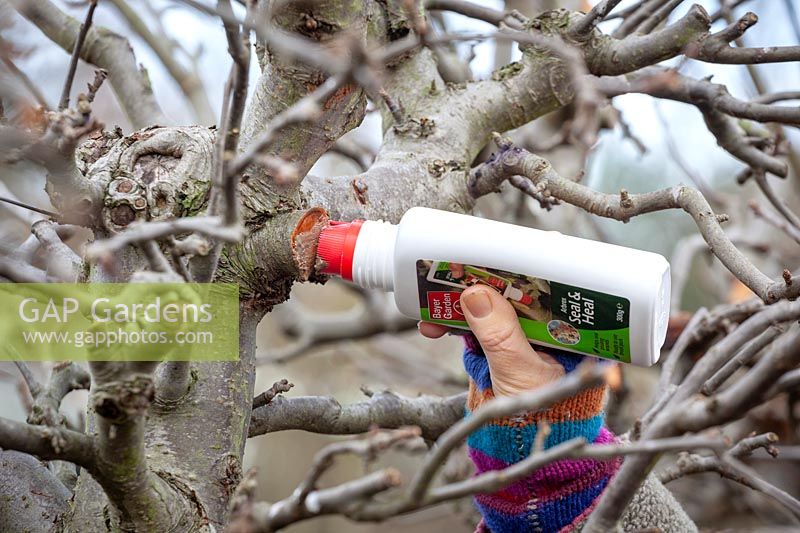 Utilisation de phoque sur les coupes fraîches d'un arbre fruitier taillé pour prévenir l'infection