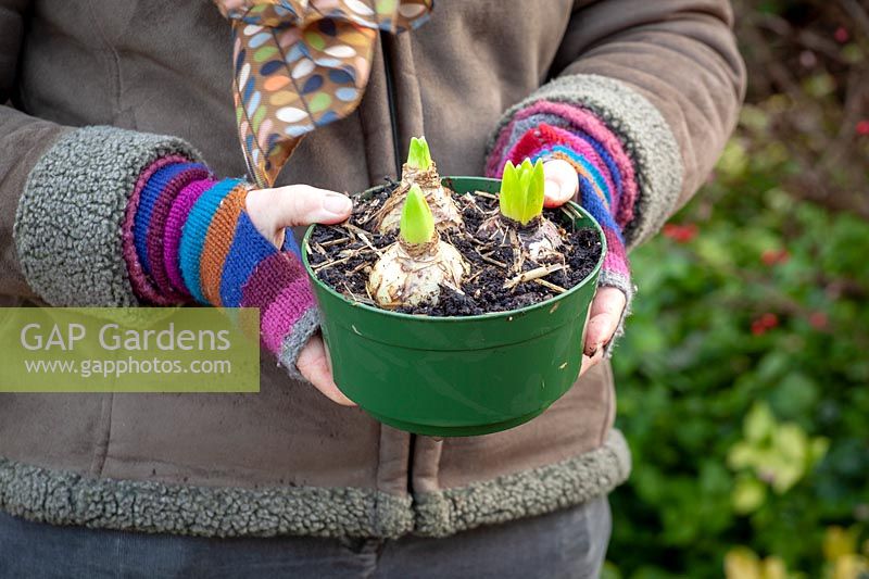 Apporter un pot de Hyacinthus forcé - jacinthes - à l'intérieur pour être placé dans un endroit frais