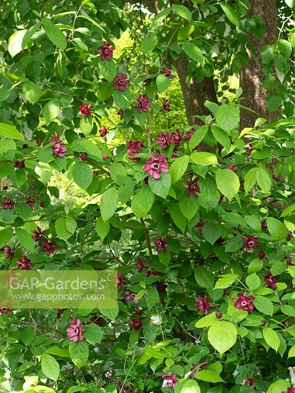 Calecanthus - buisson de bonbons, 'piment de la Jamaïque', Calecanthus raulstonii Hartlage Wine.