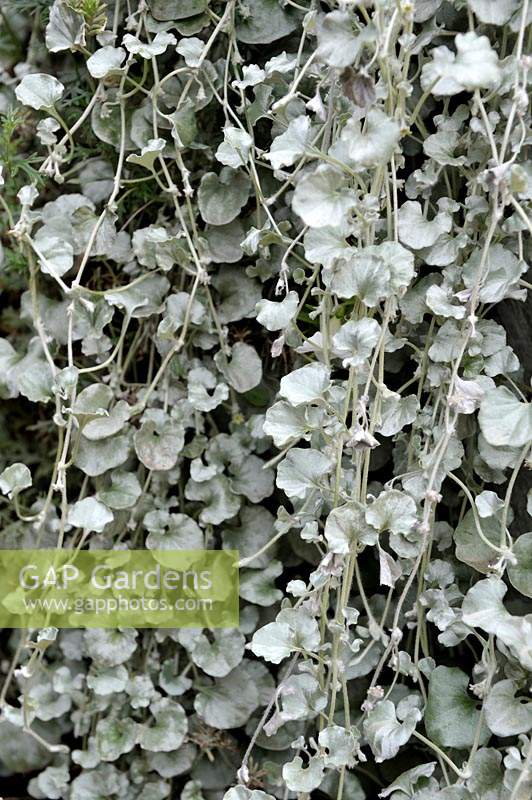Dichondra argentea 'Silver Falls' - Mauvaises herbes rénales