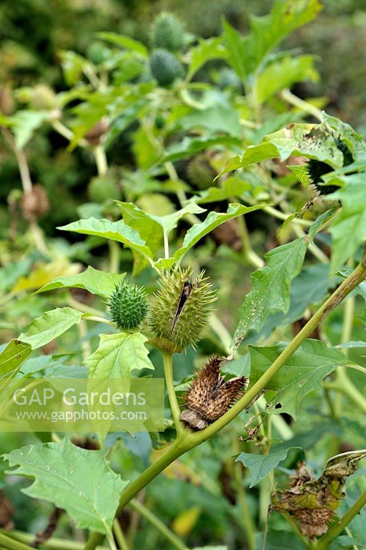 Datura stramonium - épine - montrant des gousses en développement, des mauvaises herbes vénéneuses