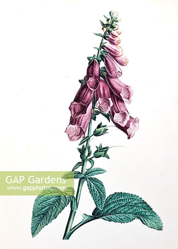 Digitalis purpurea - digitale violette - illustration botanique du botaniste et peintre Pierre-Joseph Redoute