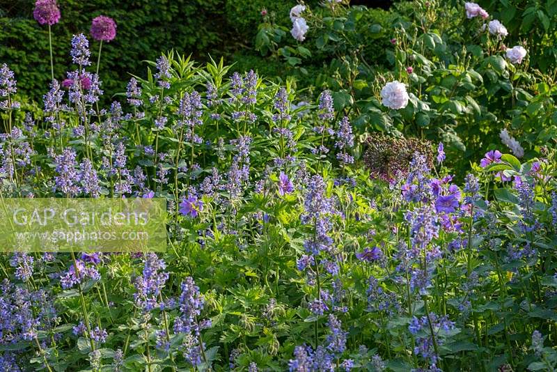 Parterre de fleurs avec Nepeta grandiflora 'Summer Magic', Allium 'Purple Sensation' et Geranium magnificum - Géranium rustique.