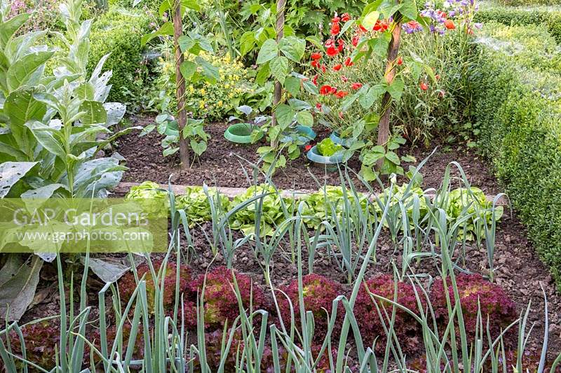 Vue du potager, avec oignons, poireaux, salades, haricots verts et pièges à limaces.