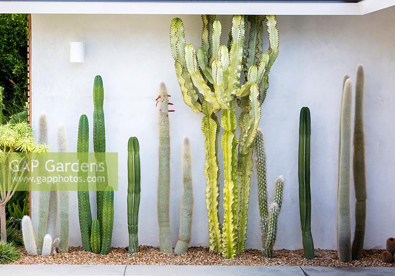 Affichage des cactus matures et des plantes succulentes dans le jardin californien. Conçu par Falling Waters Landscape, inc Ryan Prange, New Port Beach, Californie, États-Unis.