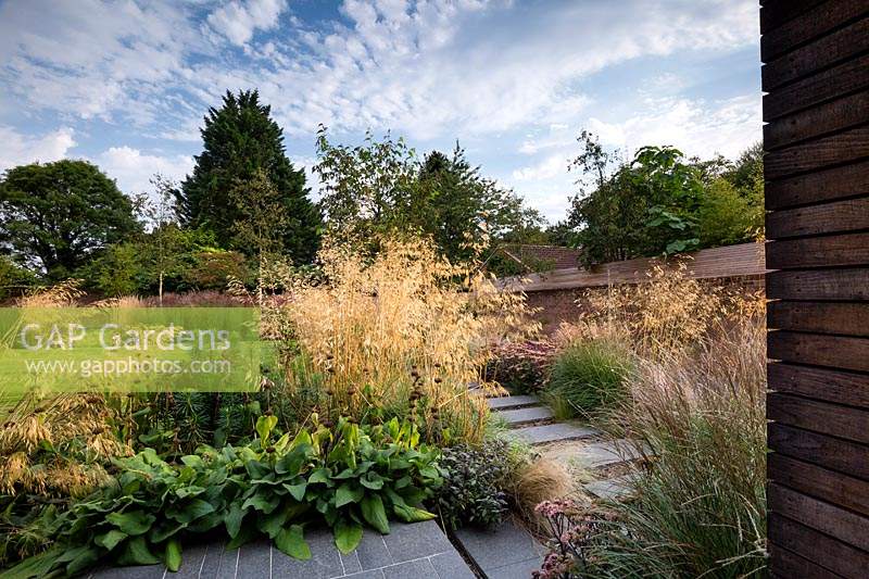 Stipa gigantea 'Gold Fontaene' dans un jardin de campagne contemporain près de Winchester, Hants, UK. Conception du jardin Elks-Smith.