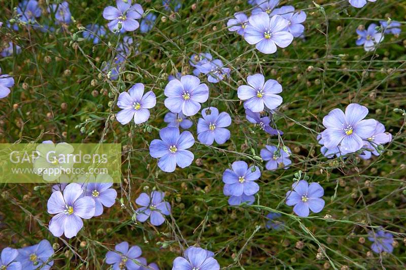 Lithodora diffusa 'Heavenly Blue' - Violet Gromwell 'Heavenly Blue'