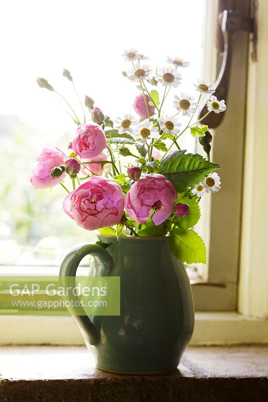 Fleurs de Rosa 'Raubritter' 'Macrantha' hybride dans une cruche en céramique sur le rebord de la fenêtre.
