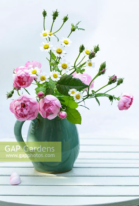 Fleurs de Rosa 'Raubritter' 'Macrantha' hybride en pot en céramique sur table en bois.