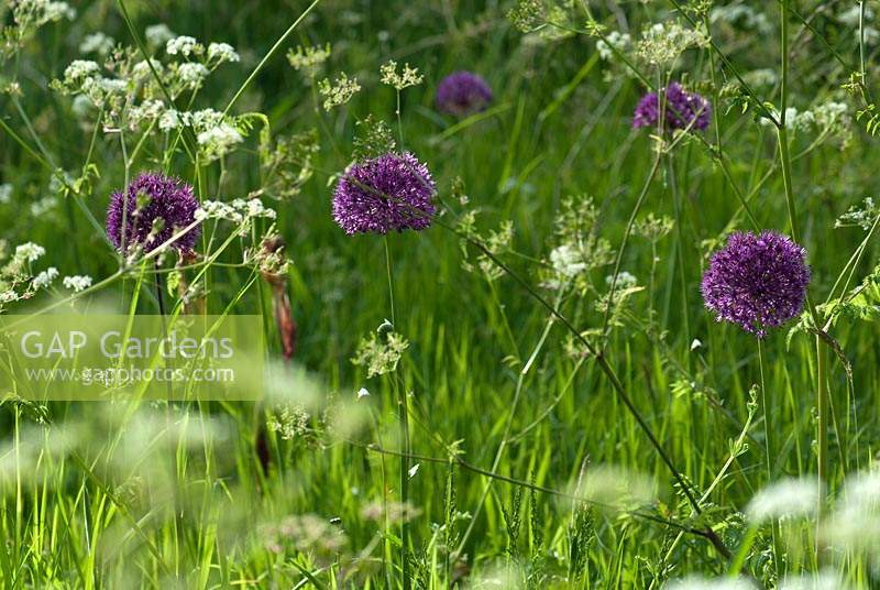 Allium 'Purple Sensation' dans les hautes herbes avec Anthriscus sylvestris - persil de vache