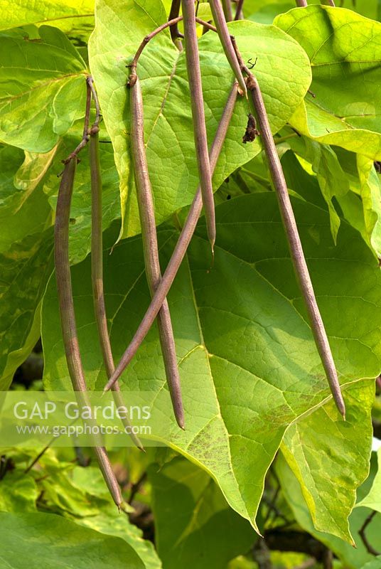 Catalpa bignonioides 'Aurea' - haricot indien doré - feuilles et capsules de graines