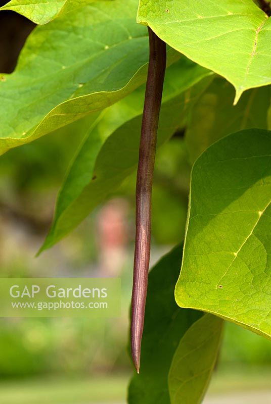 Catalpa bignonioides 'Aurea' - Arbre de haricot indien doré