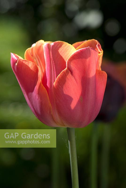 Tulipa 'Jimmy' - tulipe
