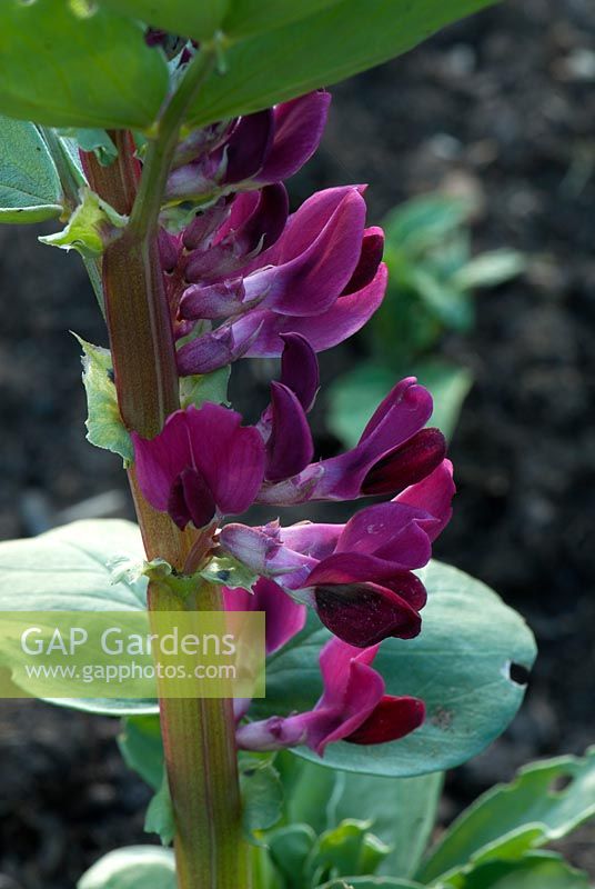 Vicia faba - Fève aux fleurs cramoisies