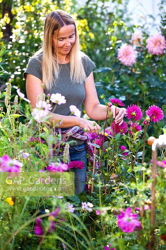 Boutures de femme tiges de Dahlia pour compositions florales.