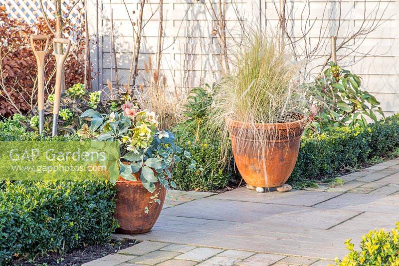 Pots en vedette avec de l'herbe ornementale et de l'ellébore fleuri dans un jardin à la française avec des haies de Buxus coupées.