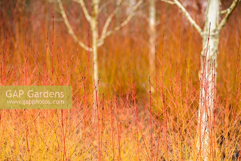 Betula utilis var. jacquemontii 'Doorenbos' parmi le cornouiller ardent Cornus sanguinea 'Winter Beauty' dans le jardin d'hiver à Sir Harold Hillier Gardens, Hampshire County Council, Romsey, Hants, UK